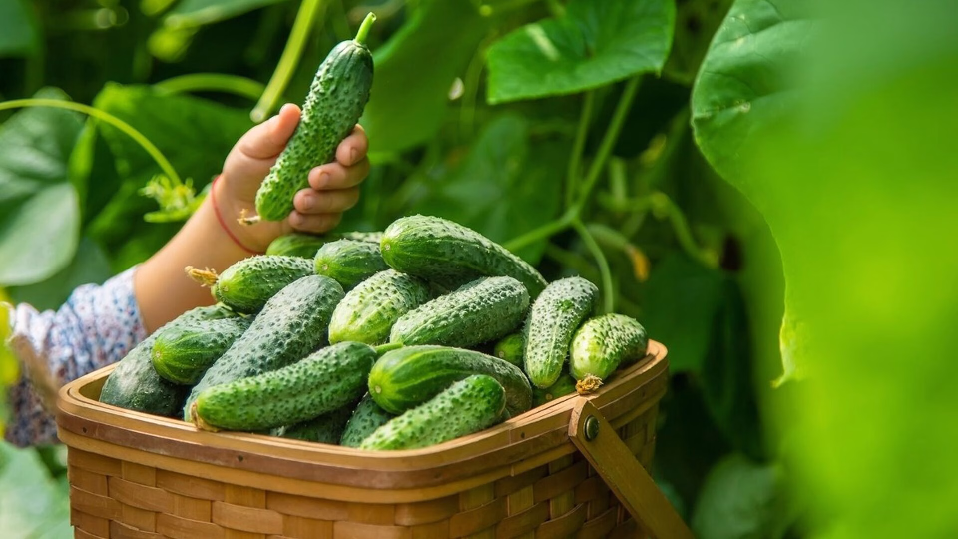 Hořké okurky? Zjistěte, jak vypěstovat sladkou a šťavnatou úrodu bez hořkosti! 11 Hořké okurky? Zjistěte, jak vypěstovat sladkou a šťavnatou úrodu bez hořkosti!