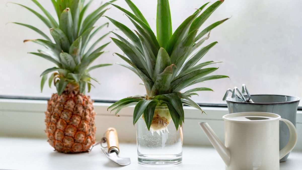 Pěstujte ananas na parapetu: Tento geniální způsob překvapí i zkušené zahradníky. Vyzkoušejte to už dnes! 11 Pěstujte ananas na parapetu: Tento geniální způsob překvapí i zkušené zahradníky. Vyzkoušejte to už dnes!