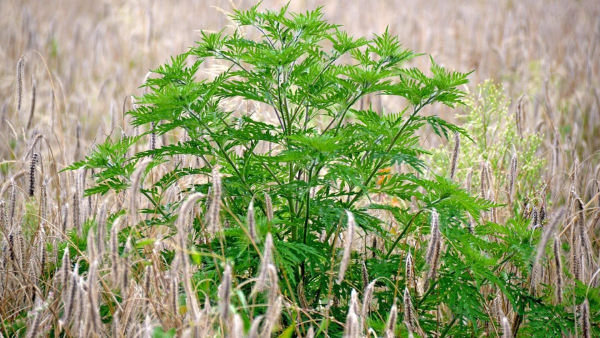 Plevel zmizí navždy! Ocet dělá zázraky – vyzkoušejte sami! 10 Plevel zmizí navždy! Ocet dělá zázraky – vyzkoušejte sami!