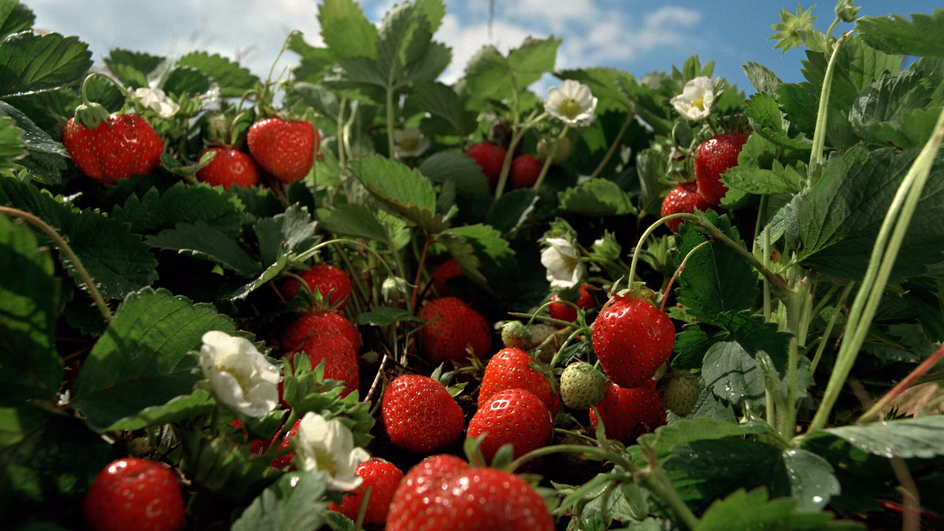 Tahle jahoda je mnohonásobně sladší než ta z obchodu! Tajemství pěstování, o kterém zahradníci mlčí 12 Tahle jahoda je mnohonásobně sladší než ta z obchodu! Tajemství pěstování, o kterém zahradníci mlčí