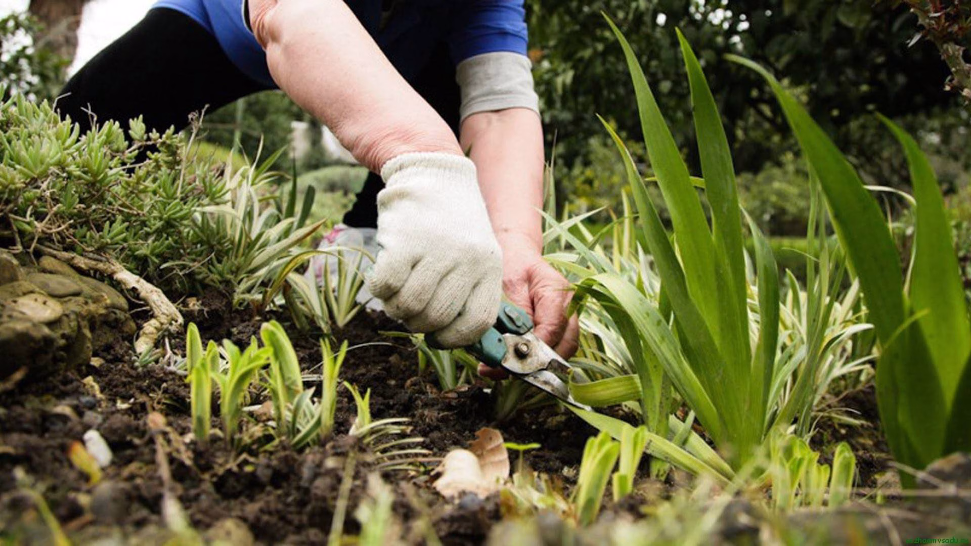 Těchto 5 rostlin roste samo! I když na ně zapomenete, přežijí a potěší vás bohatou úrodou 12 Těchto 5 rostlin roste samo! I když na ně zapomenete, přežijí a potěší vás bohatou úrodou