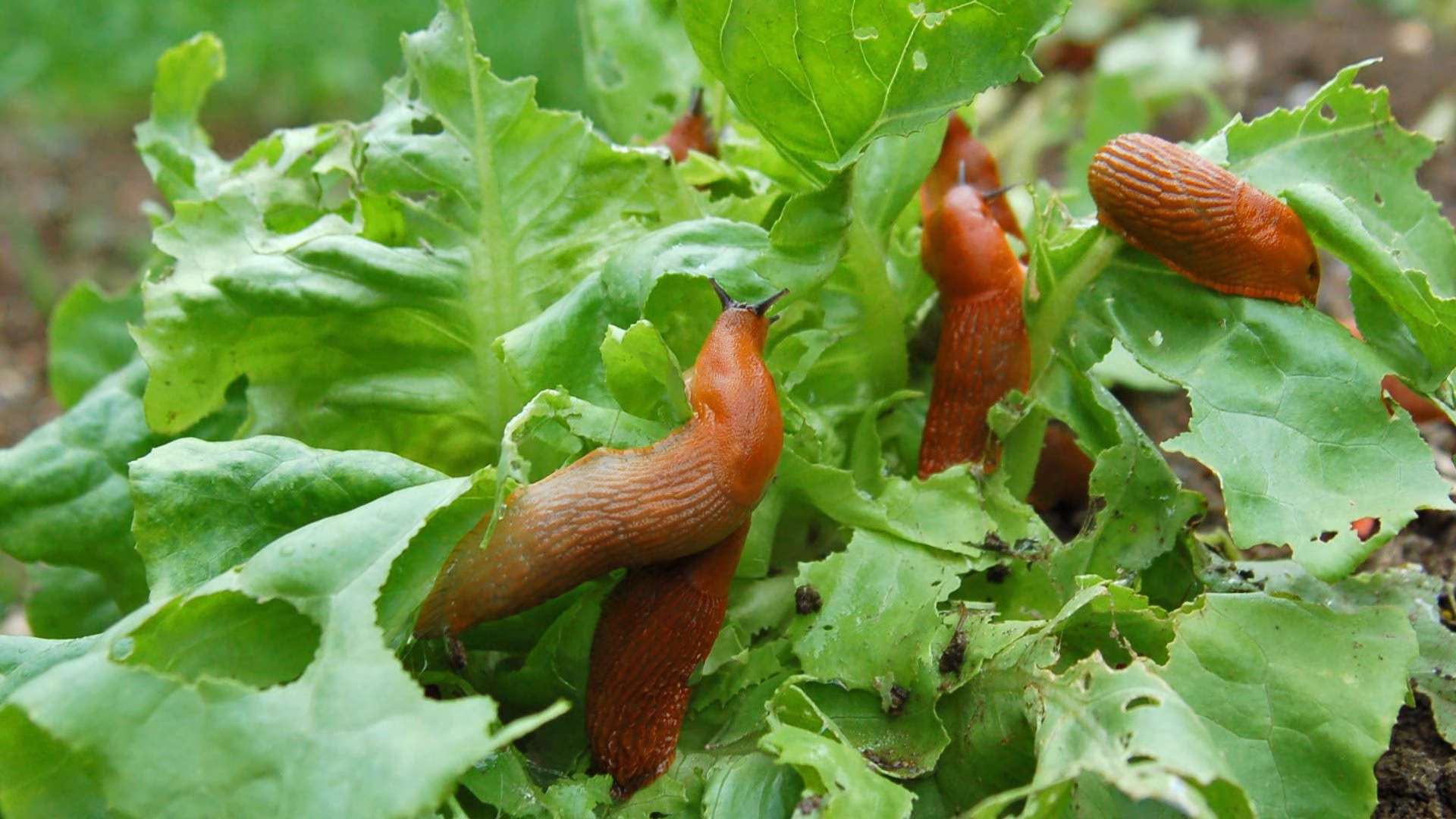 Už nikdy nekoupíte chemii od škůdců! Těchto 5 rostlin dělá zázraky – škůdci utíkají jako před ohněm! 9 Už nikdy nekoupíte chemii od škůdců! Těchto 5 rostlin dělá zázraky – škůdci utíkají jako před ohněm!