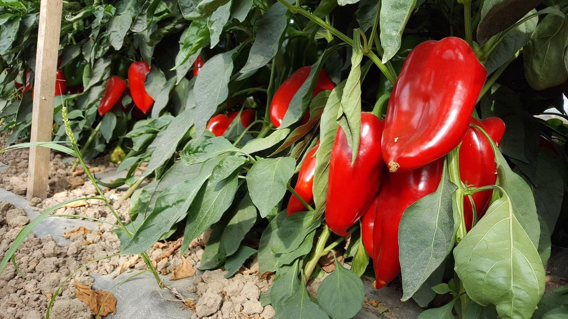 Vaše papriky nerostou? Zde jsou 3 osudové chyby, které ničí vaši úrodu! Opravte je rychle! 11 Vaše papriky nerostou? Zde jsou 3 osudové chyby, které ničí vaši úrodu! Opravte je rychle!