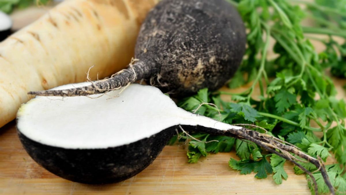 Černá ředkev: Skromná kořenová zelenina, která dělá zázraky pro vaše zdraví! Proč se jí lékaři bojí? 4 Černá ředkev: Skromná kořenová zelenina, která dělá zázraky pro vaše zdraví! Proč se jí lékaři bojí?