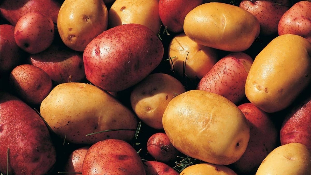 Červené brambory: Jasná a zdravá kořenová zelenina, která ozdobí vaši zahradu i pokrmy. Zjistěte, jak je pěstovat a připravit, abyste ohromili všechny! 15 Červené brambory: Jasná a zdravá kořenová zelenina, která ozdobí vaši zahradu i pokrmy. Zjistěte, jak je pěstovat a připravit, abyste ohromili všechny!