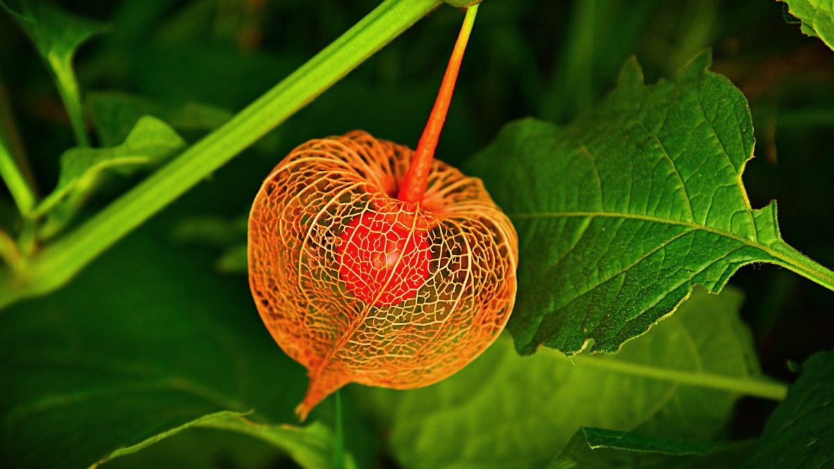 Fyzalis: exotické bobule pro sladké dezerty a domácí zavařeniny! 8 Fyzalis: exotické bobule pro sladké dezerty a domácí zavařeniny!
