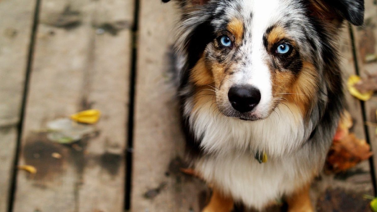 Jak australský ovčák dobyl svět? Zajímavá fakta o tomto plemeni! 12 Jak australský ovčák dobyl svět? Zajímavá fakta o tomto plemeni!