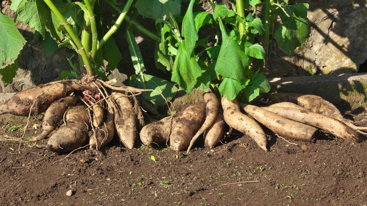 Jakon: Sladký kořen, který si podmaní vaši zahradu. Tajemství pěstování, o kterém zahradníci mlčí! 3 Jakon: Sladký kořen, který si podmaní vaši zahradu. Tajemství pěstování, o kterém zahradníci mlčí!