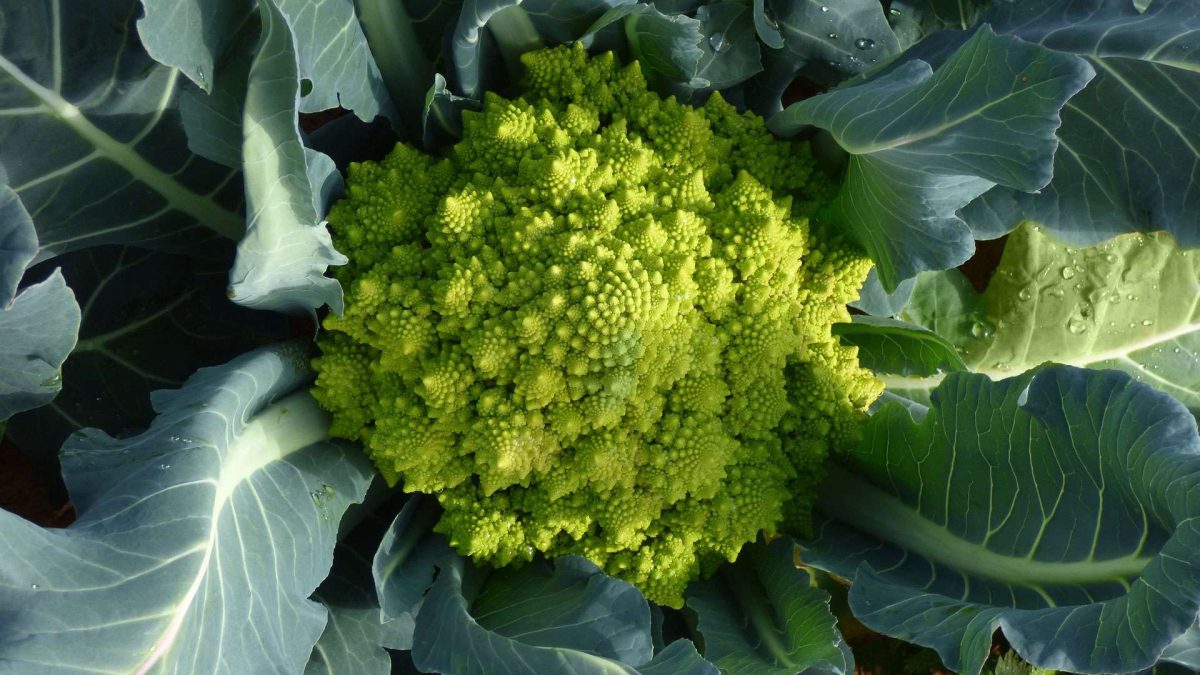 KAPUSTA, KTERÉ NENÍ ROVNO! UNIKÁTNÍ CHUŤ A VZORY ROMANESCO 6 KAPUSTA, KTERÉ NENÍ ROVNO! UNIKÁTNÍ CHUŤ A VZORY ROMANESCO