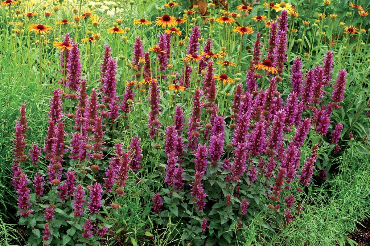 Lofant anýzový – váš nový zelený léčitel! Proč by tato rostlina měla být v každé zahradě a jak využít její léčivou sílu 8 Lofant anýzový – váš nový zelený léčitel! Proč by tato rostlina měla být v každé zahradě a jak využít její léčivou sílu