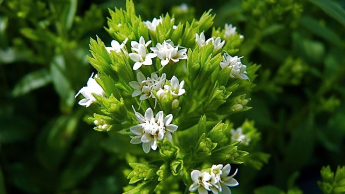 Sladce bez cukru: Stévie – sladké tajemství vaší zahrádky! Jak pěstovat přírodní náhražku cukru, která dobije vaši kuchyni 5 Sladce bez cukru: Stévie – sladké tajemství vaší zahrádky! Jak pěstovat přírodní náhražku cukru, která dobije vaši kuchyni