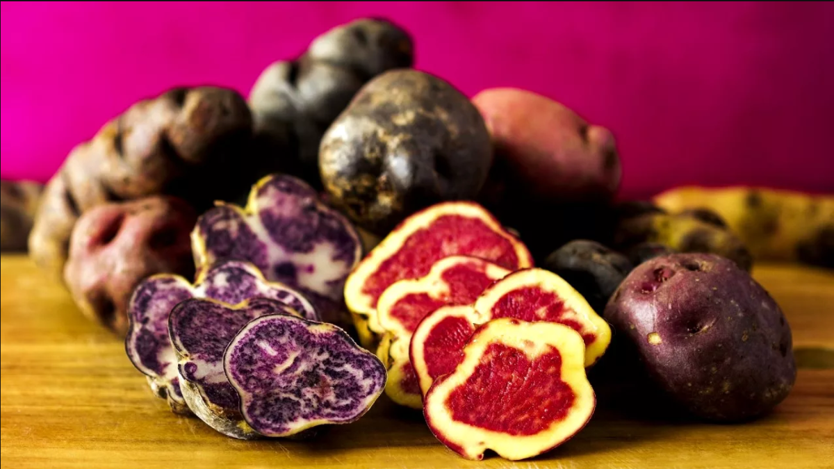 Zapomeňte na obyčejné brambory! Jak vypěstovat unikátní peruánskou oca doma 7 Zapomeňte na obyčejné brambory! Jak vypěstovat unikátní peruánskou oca doma