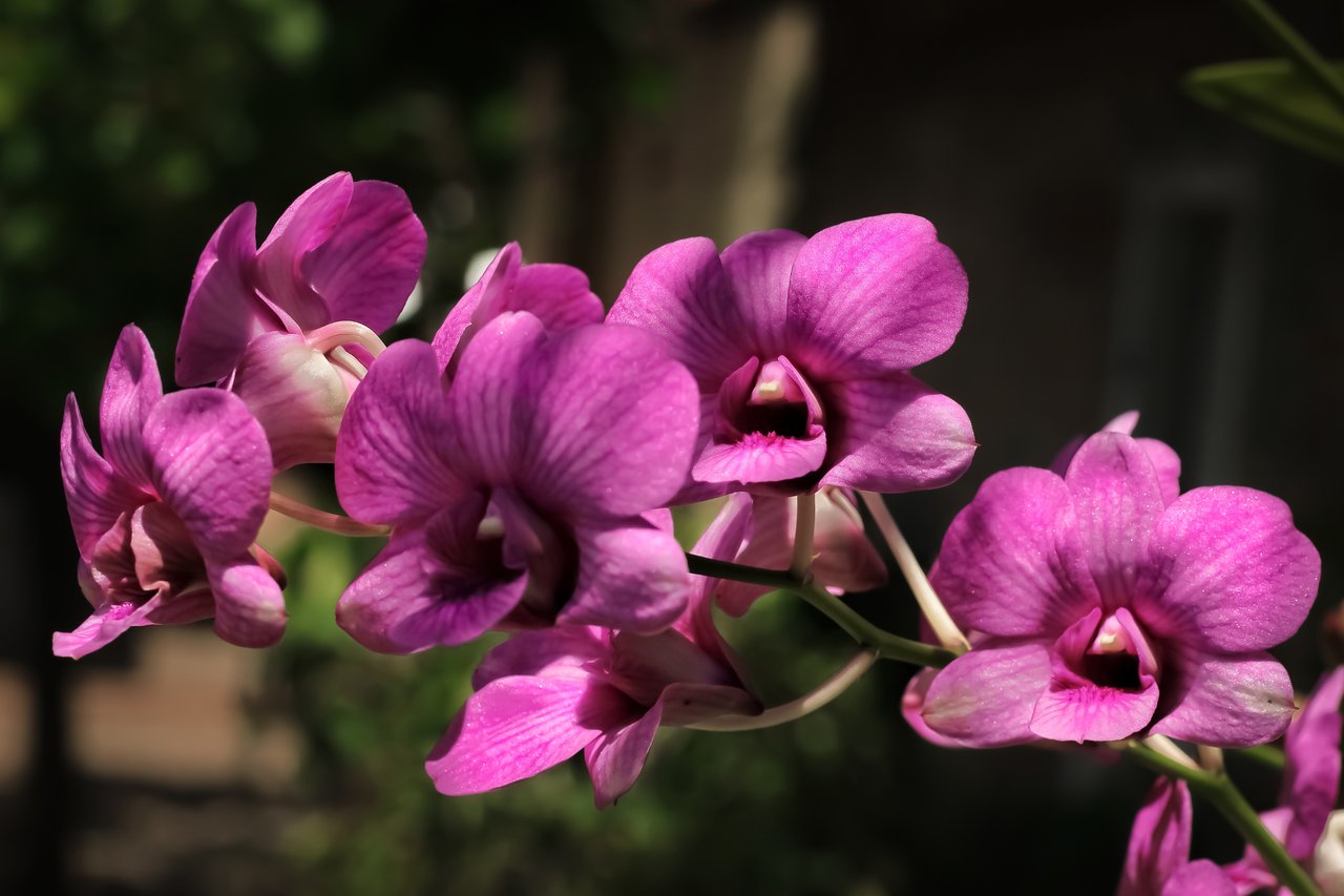 Kompletní průvodce pěstováním a péčí o orchideje dendrobium: Tipy pro krásné a zdravé květy ve vaší domácnosti 3 dendrobium - Krok za krokem