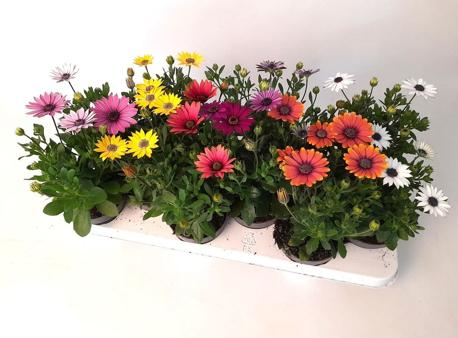 Osteospermum: Jak pěstovat tuto nádhernou květinu na balkoně a v zahradě 3 osteospermum - Krok za krokem