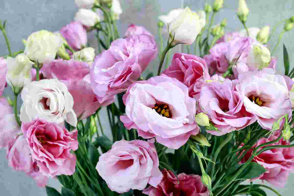 eustoma pěstování - Krok za krokem
