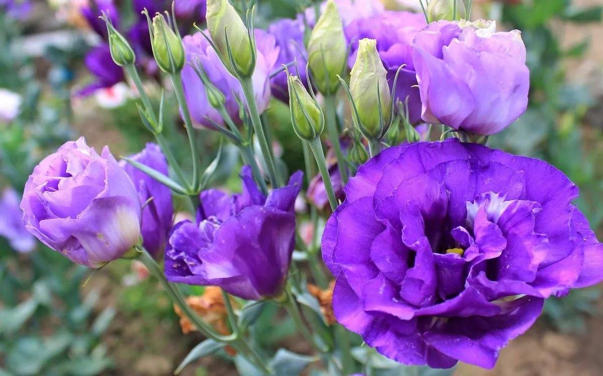 eustoma pěstování - Featured