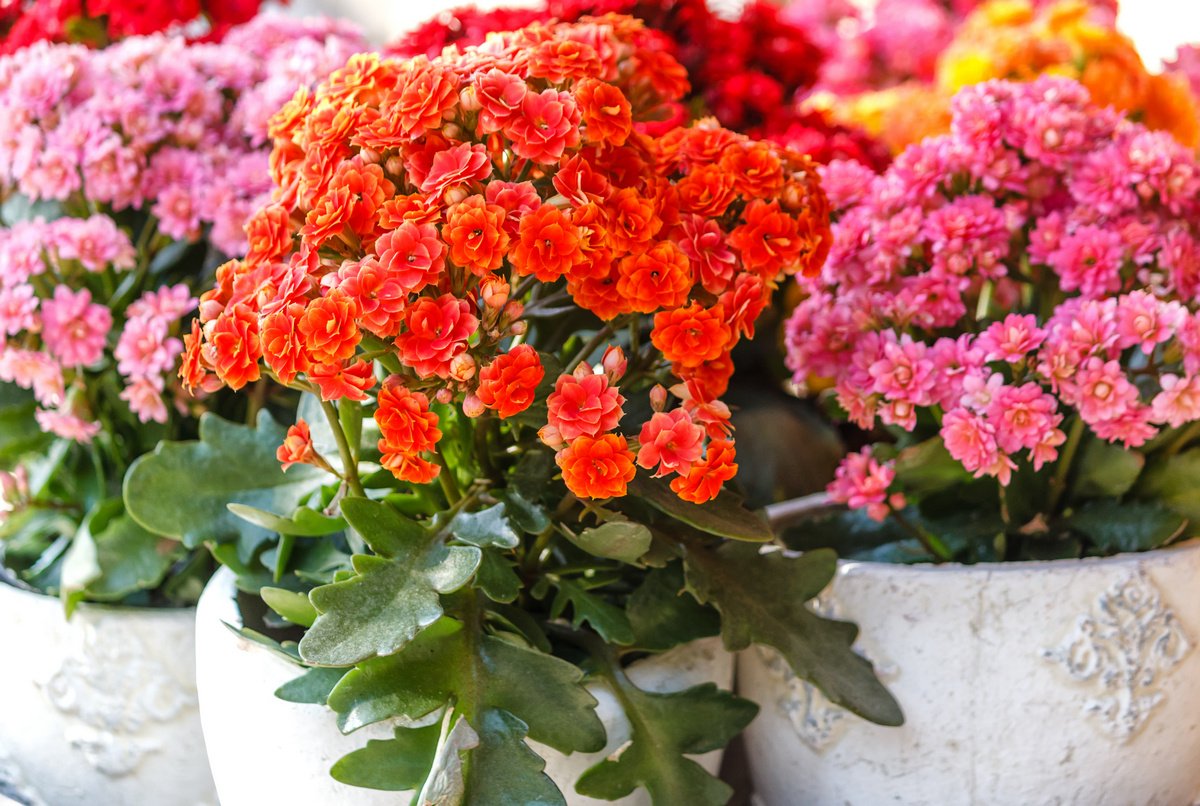 kalanchoe - Featured