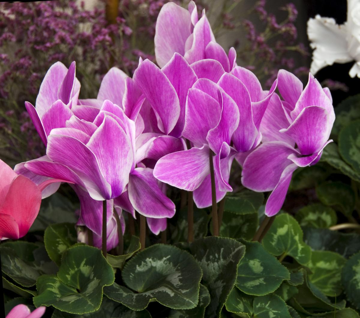 Brambořík – Král zimních květin: Jak ho pěstovat, zalévat a udržet krásně kvetoucí i v bytě 5 brambořík - Featured