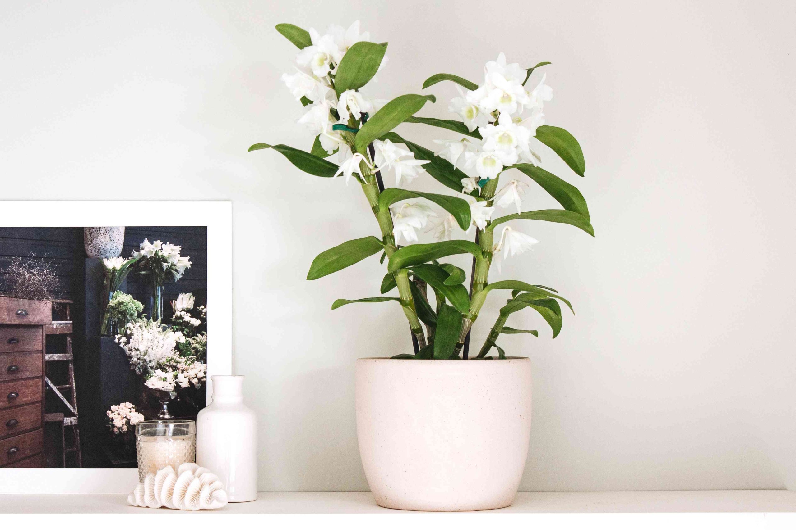 dendrobium - Featured