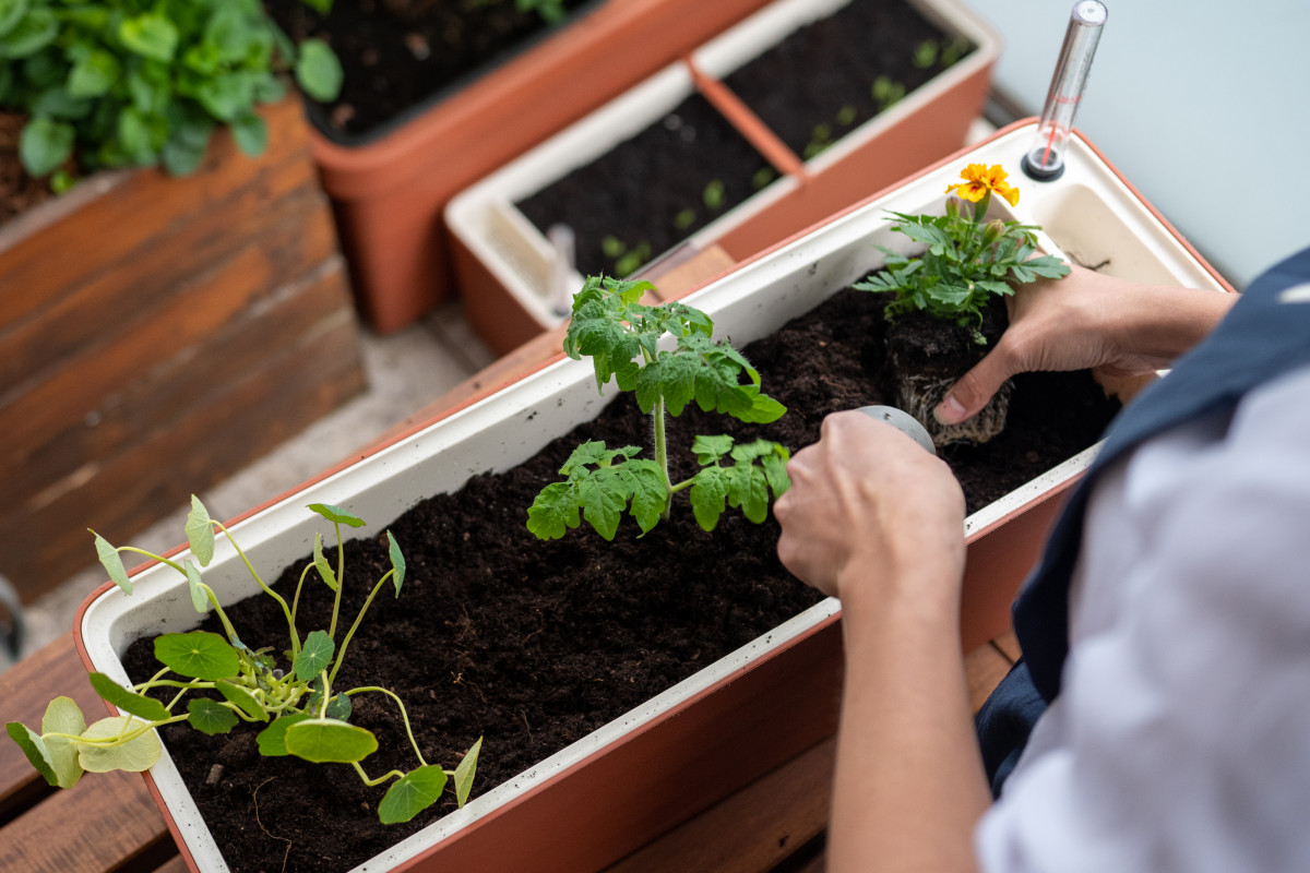 Jak pěstovat šťavnatá rajčata na balkoně – Kompletní průvodce pro úspěšné pěstování rajčat i v malém prostoru 3 rajčata na balkoně - Featured