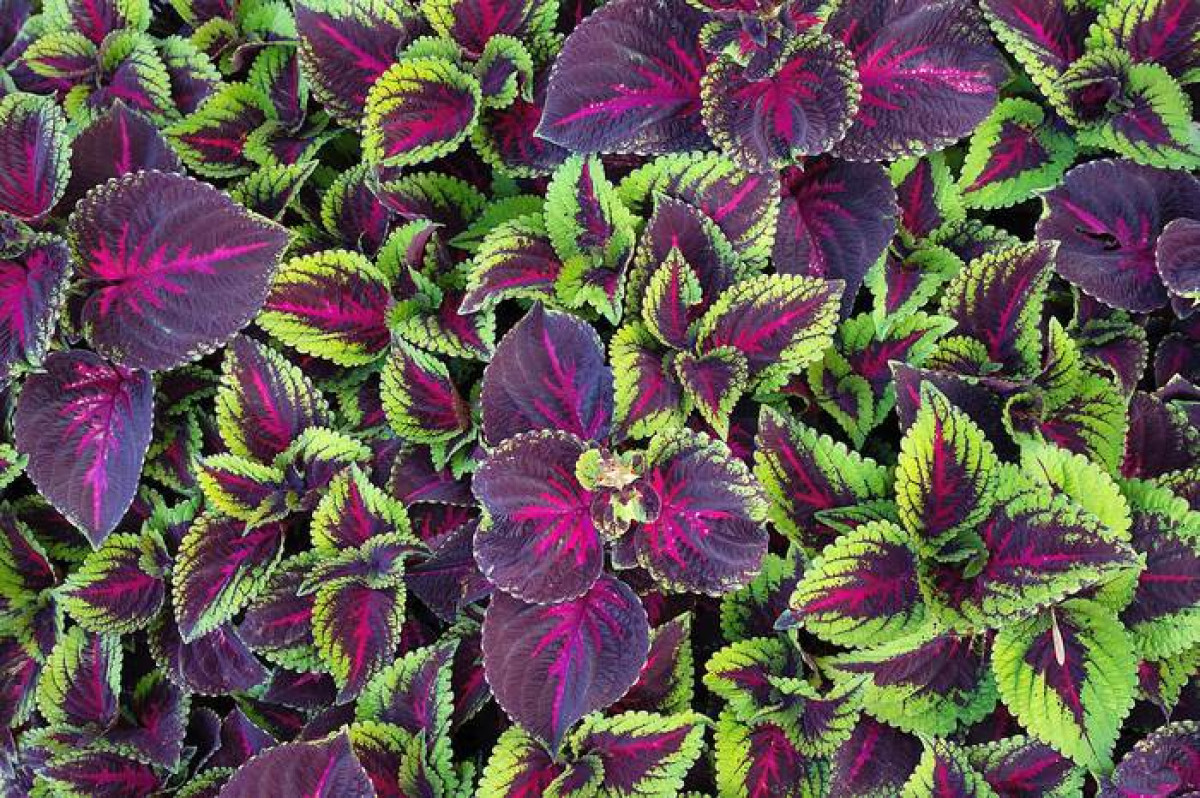 Jak Zvládnout africká kopřiva: Tipy od Moje Mámy 11 africká kopřiva - Featured