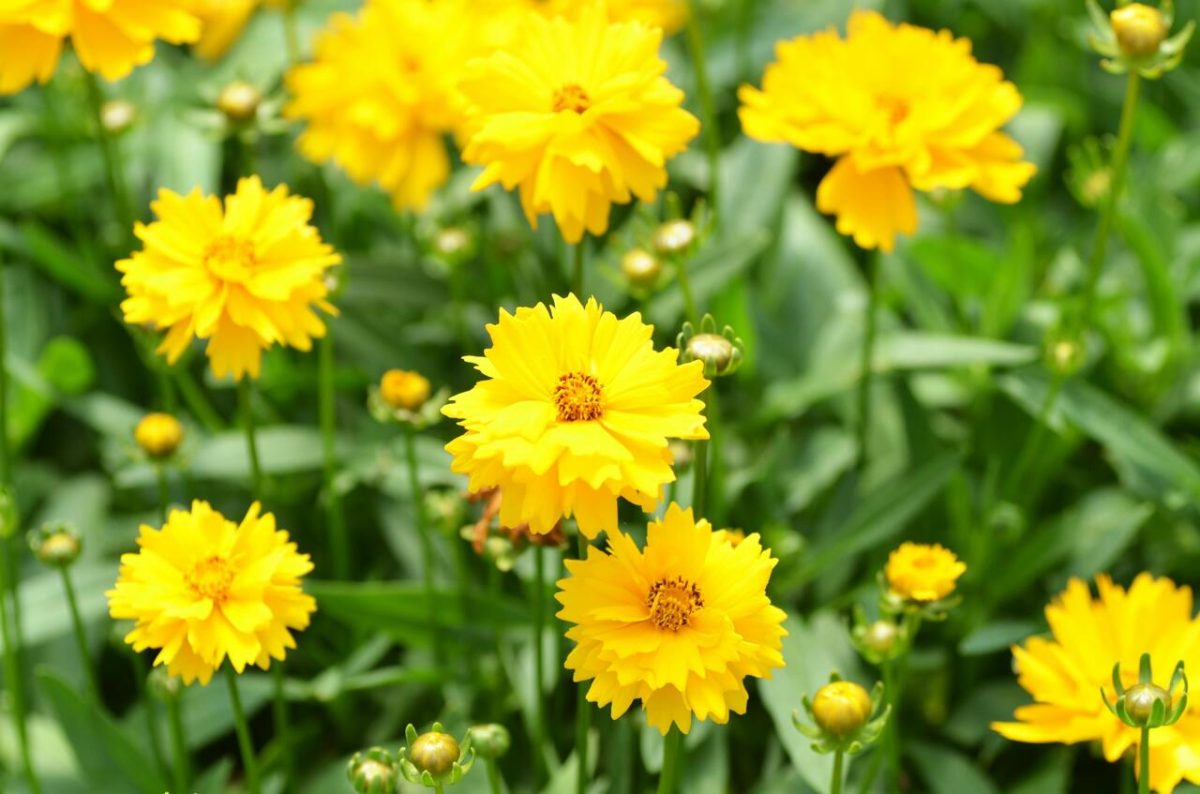 Krásnoočko: Jak pěstovat tuto nádhernou trvalku, která rozzáří vaši zahradu po celý rok 14 krásnoočko - Featured