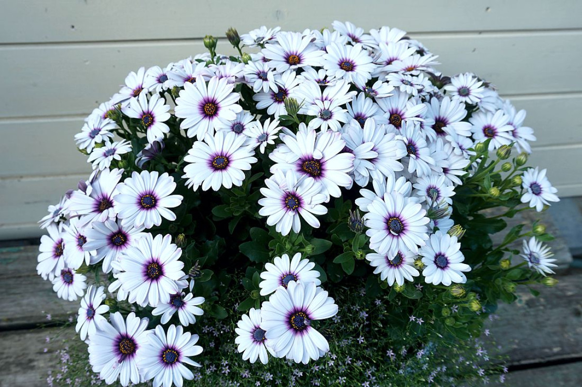 Osteospermum: Jak pěstovat tuto nádhernou květinu na balkoně a v zahradě 18 osteospermum - Featured