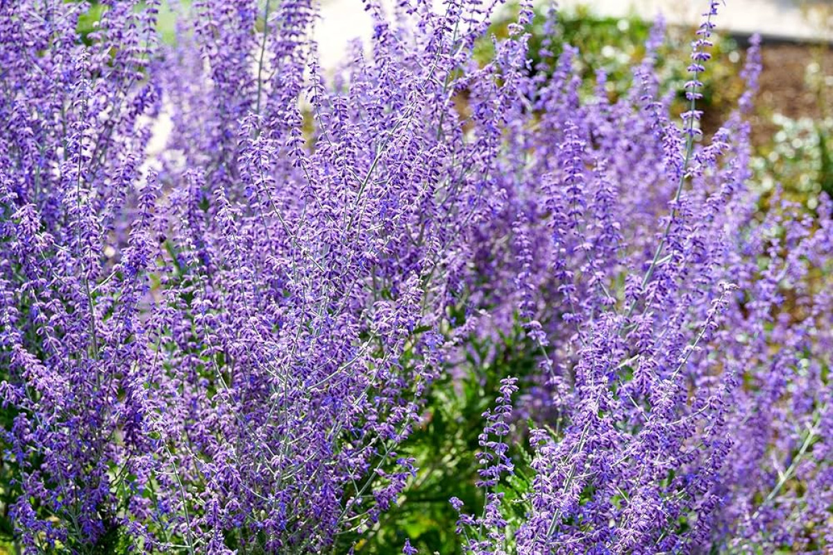 Perovskie: Krásná a odolná rostlina, která oživí vaši zahradu 8 perovskie - Featured