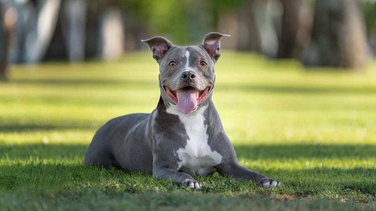 Pitbull: Nejlepší rady pro výběr a péči o tohoto silného a věrného psa 19 pitbull - Featured