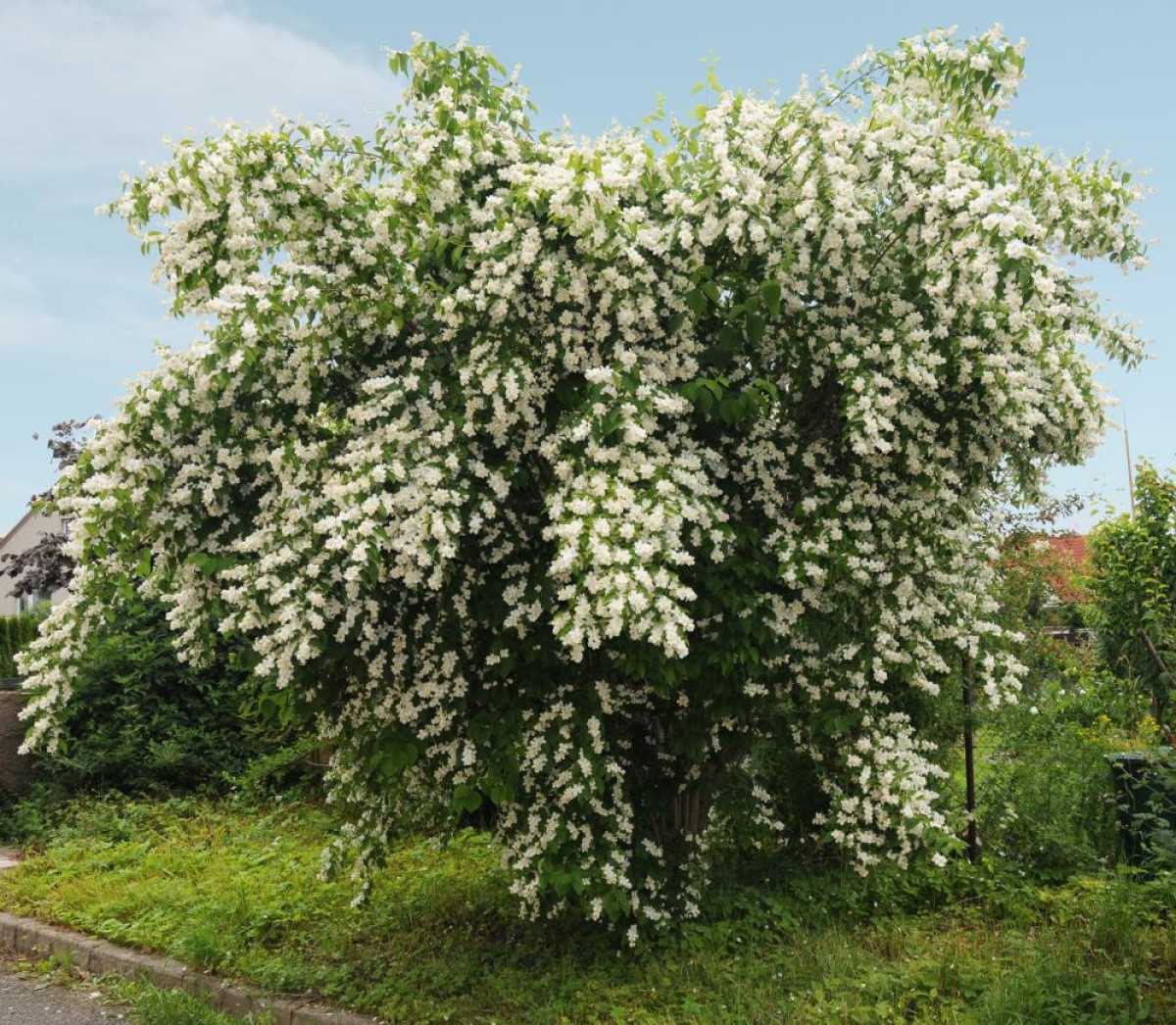Pustoryl: Krásný keř, který oživí vaši zahradu – Tipy na pěstování a péči 12 pustoryl - Featured