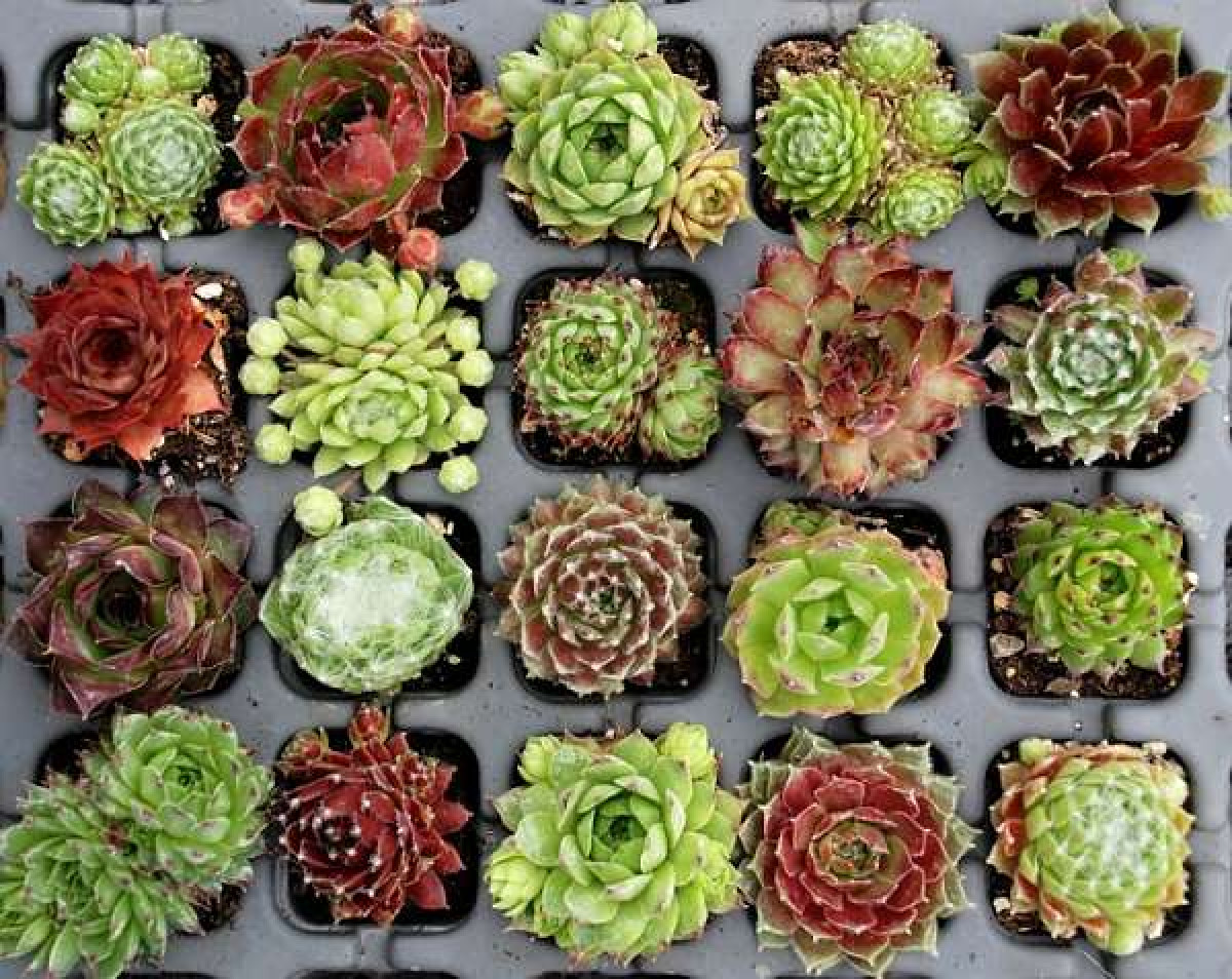 Skalničky do každé zahrady: Jak vybrat, pěstovat a pečovat o tyto úchvatné rostliny pro skalky a kamenité plochy 17 skalničky - Featured