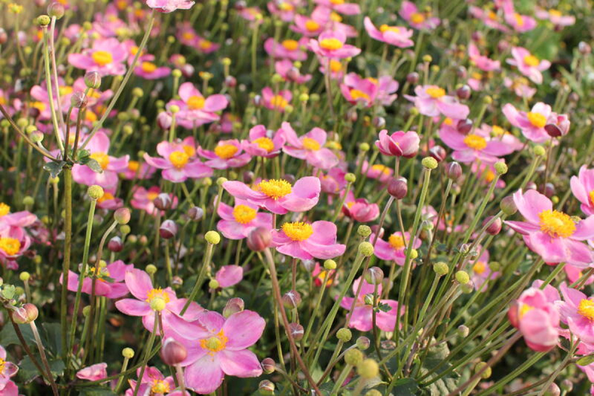 Trvalky pro každý zahradu: Jak vybrat, sázet a pečovat o dlouhověké květiny, které budou zdobit vaši zahradu po celý rok 20 trvalky - Featured