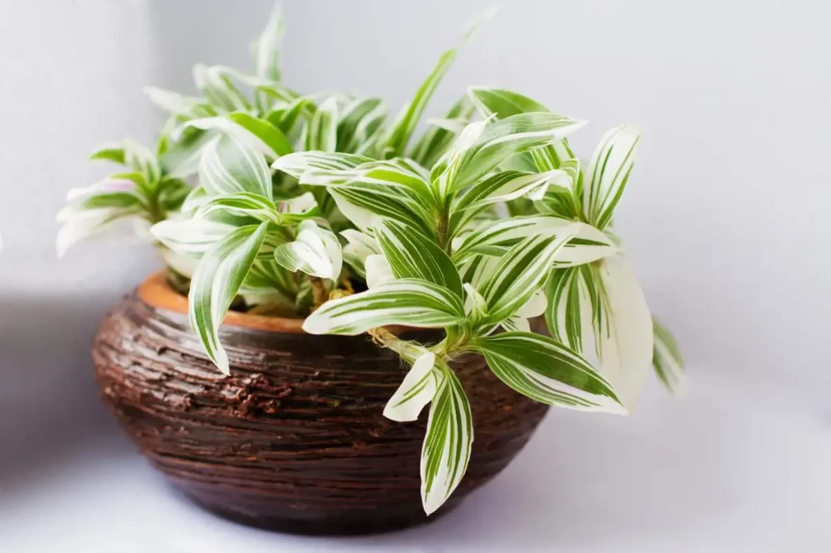 Voděnka: Krásná a nenáročná pokojová rostlina, která ozdobí váš domov 8 voděnka - Featured