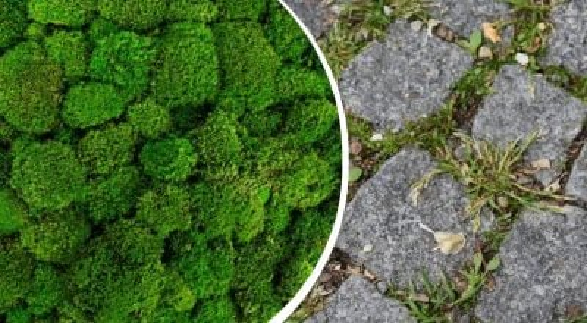 Jak odstranit mech z dlažebních kostek: jednoduchý kuchyňský prostředek zachrání vaši zahradu 12 Jak odstranit mech z dlažebních kostek: jednoduchý kuchyňský prostředek zachrání vaši zahradu