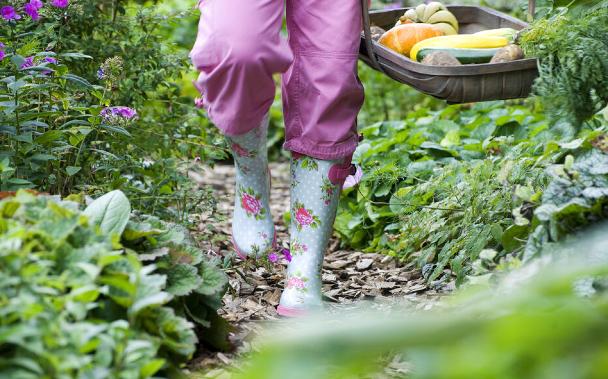 Je opravdu výhodné mít zeleninovou zahradu? 14 Je opravdu výhodné mít zeleninovou zahradu?
