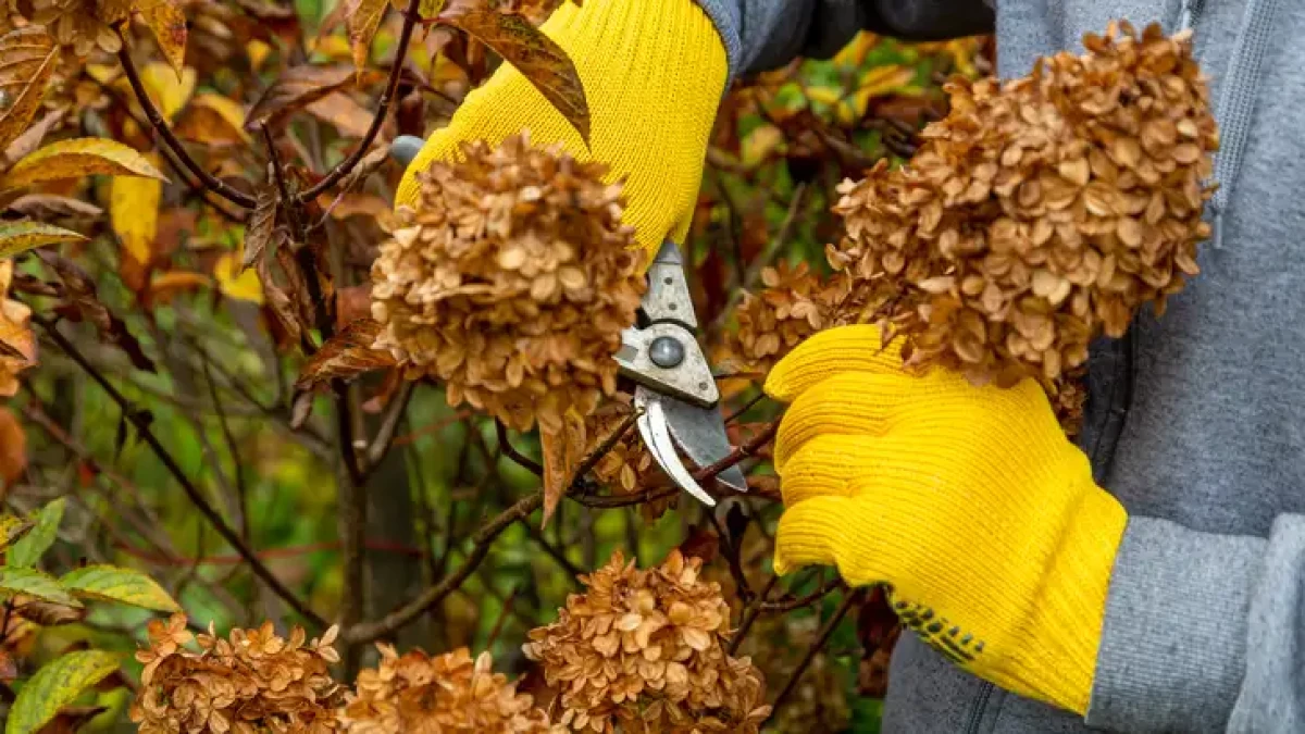 Je zahrada připravená na zimu? Toto jsou nejdůležitější práce v říjnu a listopadu 15 Je zahrada připravená na zimu? Toto jsou nejdůležitější práce v říjnu a listopadu