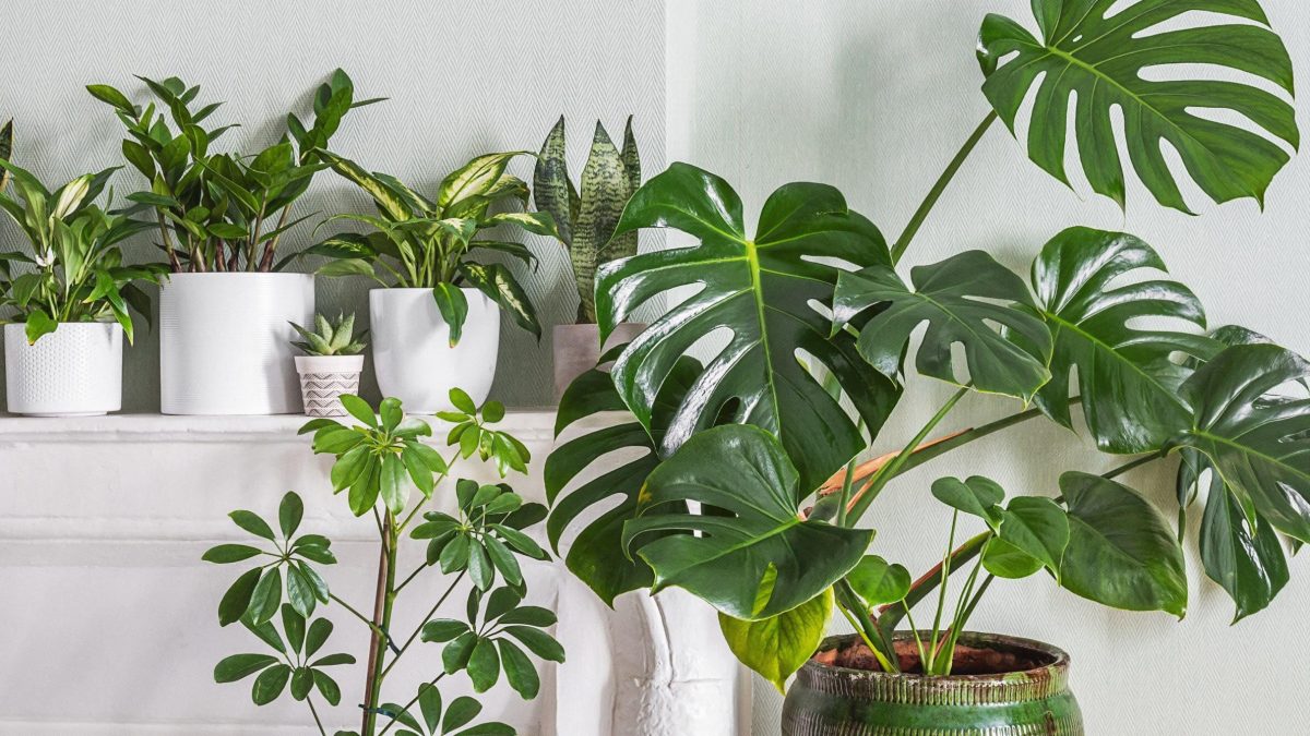 Jedna věc, kterou vaše pokojové rostliny potřebují na podzim 1 Jedna věc, kterou vaše pokojové rostliny potřebují na podzim