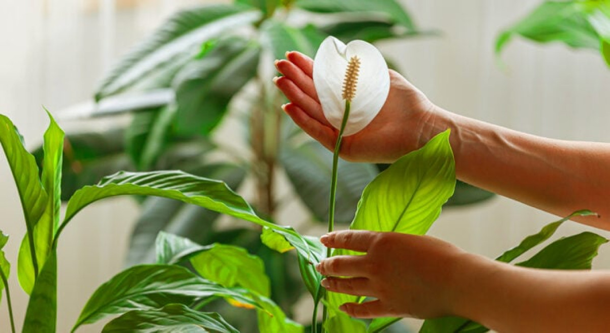 Lilie mírumilovná: Proč jí listy hnědnou a jak to podle odborníků napravit 5 Lilie mírumilovná: Proč jí listy hnědnou a jak to podle odborníků napravit