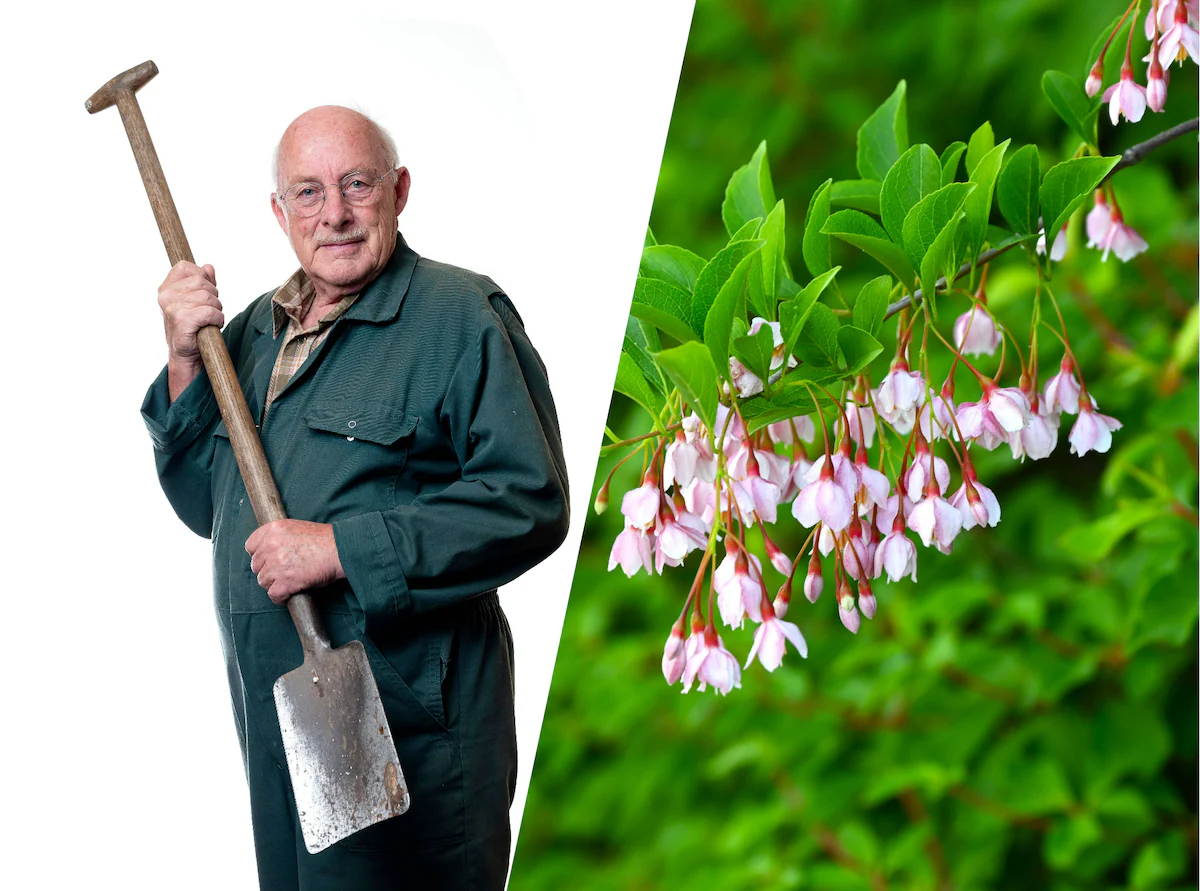 Pokud chcete mít ve své zahradě strom, ať je to jeden z těchto 8 Pokud chcete mít ve své zahradě strom, ať je to jeden z těchto