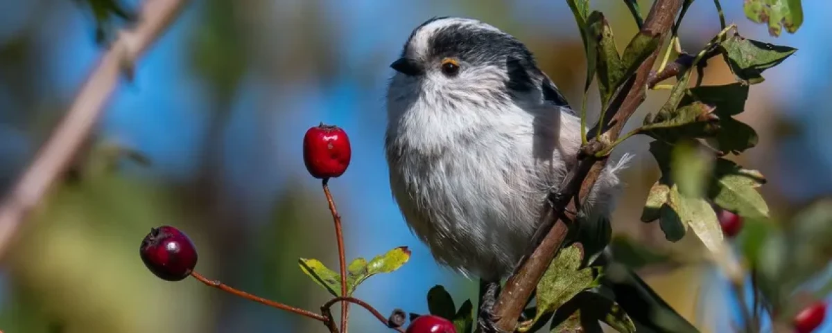 Tři nejlepší keře pro ptačí zahrady 2 Tři nejlepší keře pro ptačí zahrady