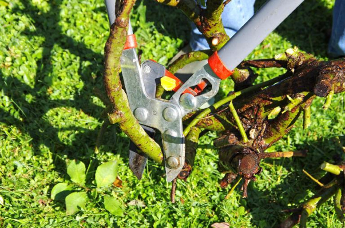 Zahradničení v listopad: Pět rostlin, které často nepřežijí zimu bez prořezávání 2 Zahradničení v listopad: Pět rostlin, které často nepřežijí zimu bez prořezávání