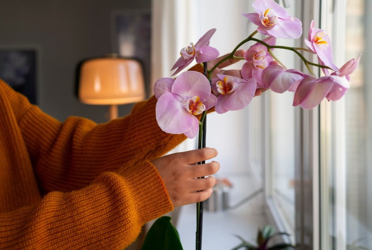 Tajemná metoda zahradníků: Tento jednoduchý, přírodní trik oživí vaši orchidej – a bude kvést jako nikdy předtím 5 Tajemná metoda zahradníků: Tento jednoduchý, přírodní trik oživí vaši orchidej – a bude kvést jako n...