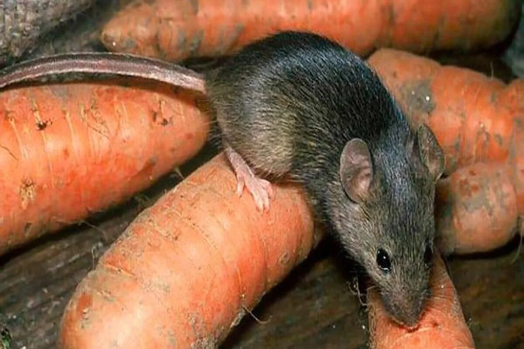 Myši se nevrátí: Dvě kapky tohoto přírodního prostředku odženou celou armádu hlodavců