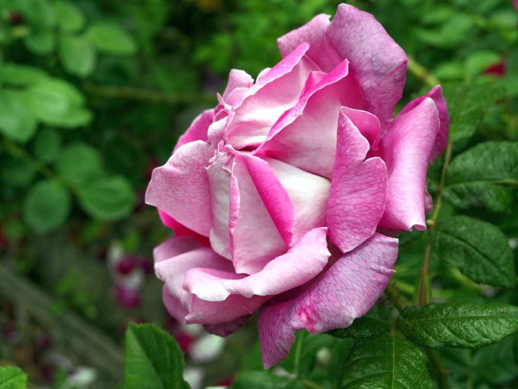 Poslední šance před mrazy: Tyto keře stále potřebují prořezat v listopadu