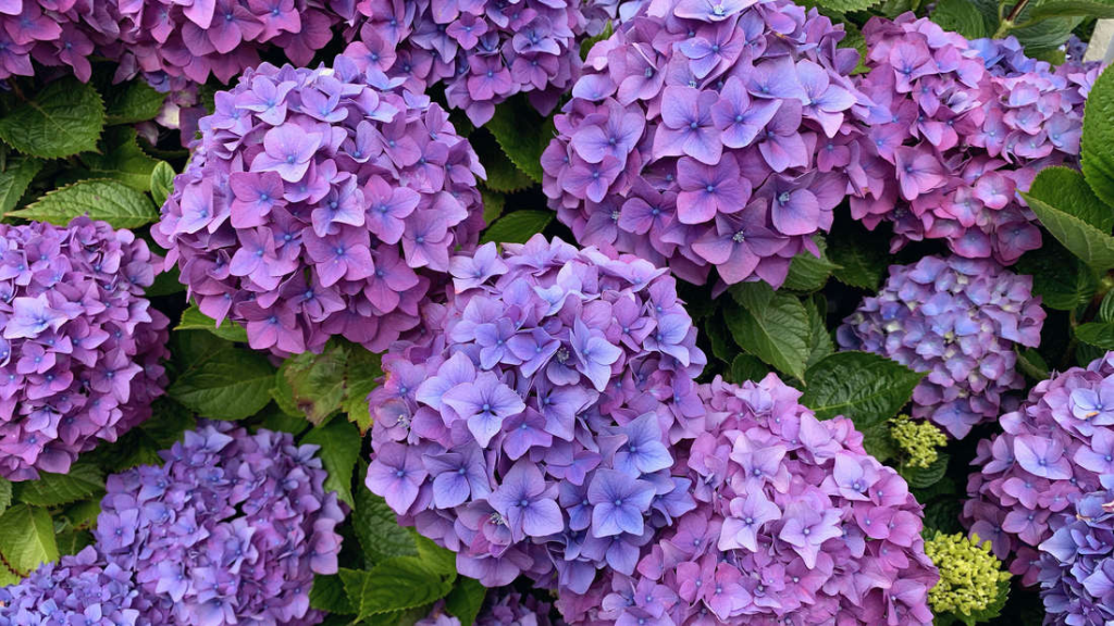 Máte čas jen do poloviny listopadu. Jinak o své hortenzie přijdete.