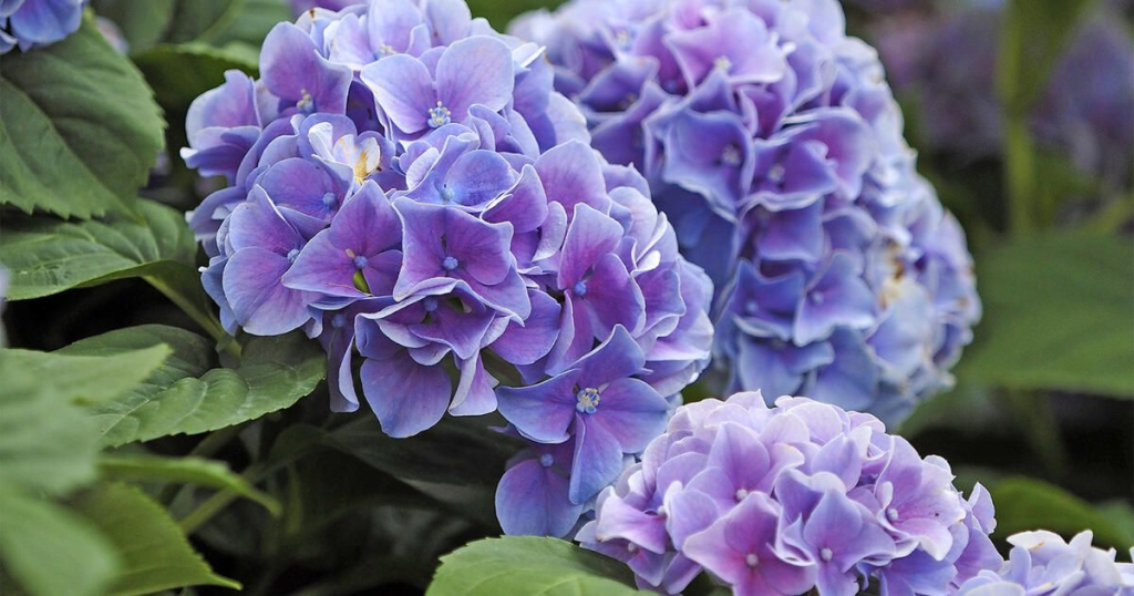 Máte čas jen do poloviny listopadu. Jinak o své hortenzie přijdete.