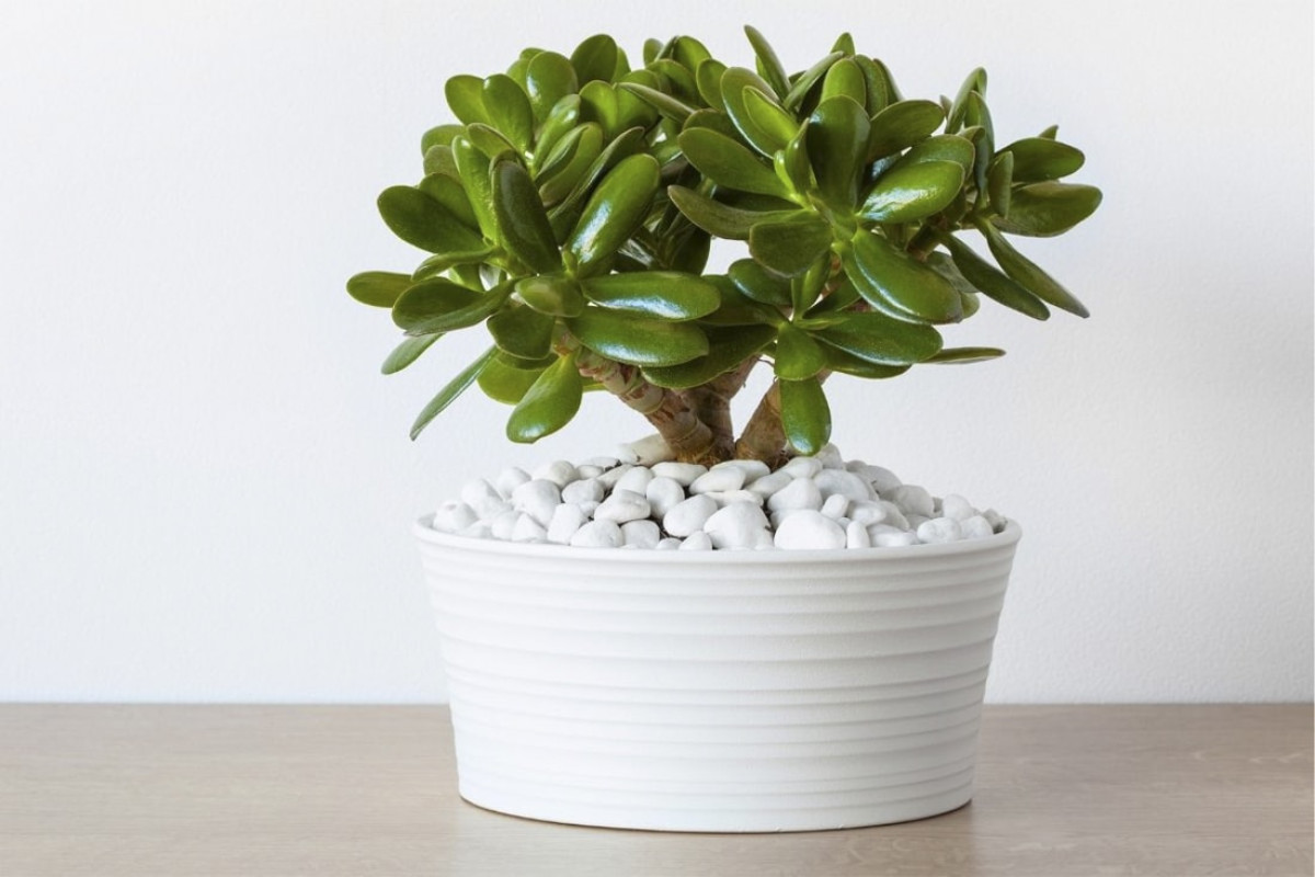 Jak pečovat o peněžní strom: Jak zajistit, aby se této pokojové rostlině dařilo 2 Jak pečovat o peněžní strom: Jak zajistit, aby se této pokojové rostlině dařilo