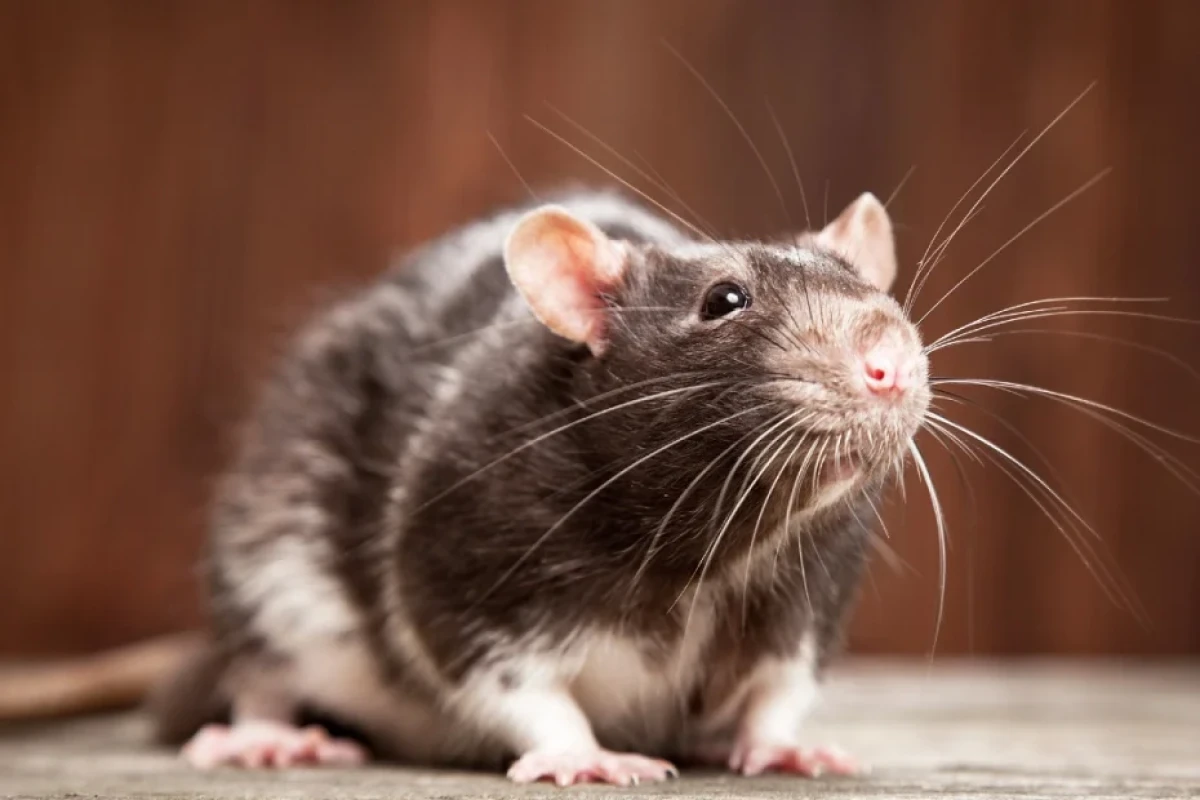 Krysy a myši utečou a navždy zmizí, pokud jim necháte jen jednu potravu 7 Krysy a myši utečou a navždy zmizí, pokud jim necháte jen jednu potravu