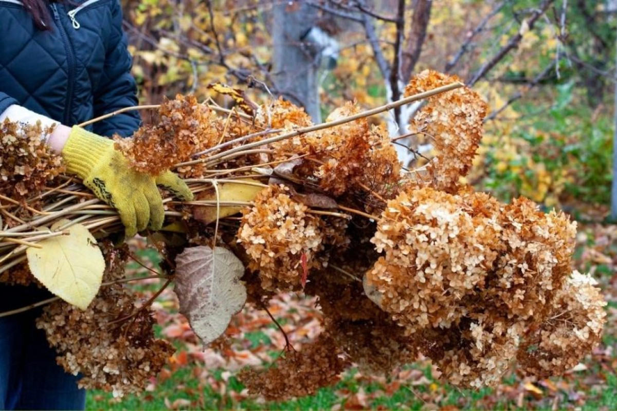 Máte čas jen do poloviny listopadu. Jinak o své hortenzie přijdete. 2 Máte čas jen do poloviny listopadu. Jinak o své hortenzie přijdete.