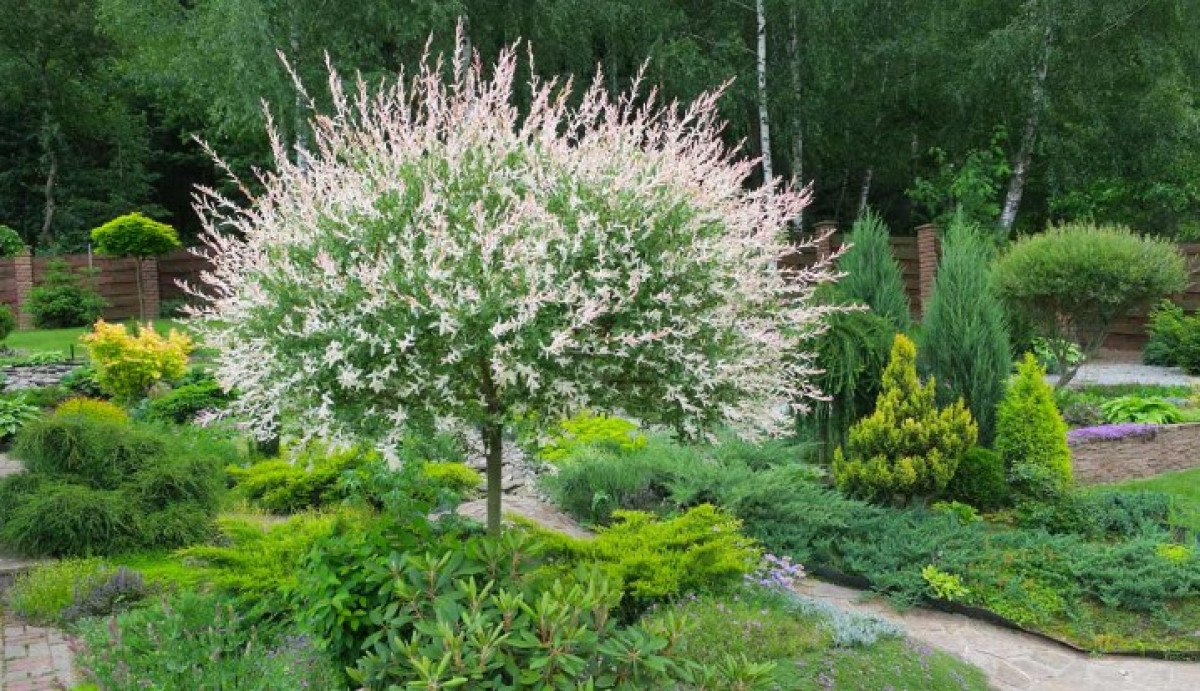 Proto zahradníci šílí po japonské vrbě – tento trik musíte vyzkoušet hned teď! 6 Proto zahradníci šílí po japonské vrbě – tento trik musíte vyzkoušet hned teď!